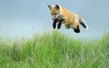 небо, трава, прыжок, лиса, лисица