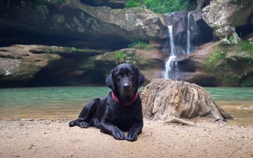 вода, природа, берег, водопад, черный, собака, лабрадор