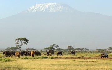 деревья, горы, животные, африка, слоны, саванна, голубое небо