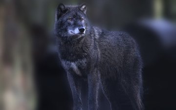 взгляд, хищник, темный фон, волк