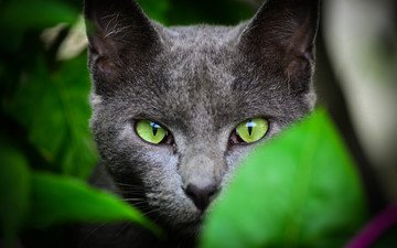 глаза, морда, листья, кот, шерсть, кошка, взгляд, серый, зеленые, уши