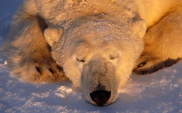 снег, медведь, сон, белый, нос, полярный, северный, ошкуй, нанук, умка