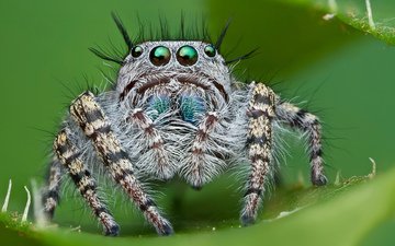 глаза, смотрит, насекомые, паук, джапер, прыгун, волосатый, паук-скакунчик, джампер