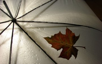 макро, лист, дождь, зонтик, погода