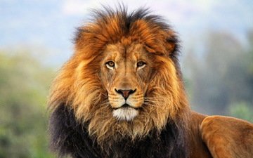 морда, шерсть, взгляд, лев, грива, дикая кошка, царь зверей