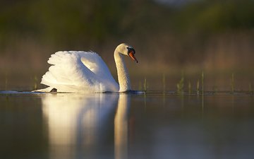 озеро, отражение, белый, птица, пруд, лебедь