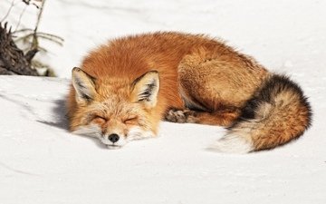 снег, зима, сон, лежит, рыжая, лиса, лисица