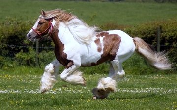лошадь, трава, поле, луг, пастбище, конь, грива, скачет, копыта, фриз, шайр, шайрская порода, красивая лошадь, пегая