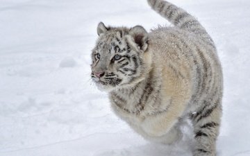 тигр, снег, зима, белый, тигренок, бег