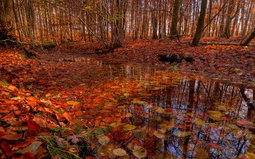 деревья, лес, листья, ручей, листва, осень, речка