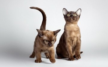 кошки, котята, двое, домашние животные