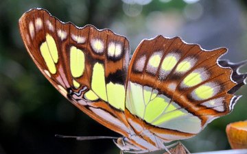 макро, бабочка, крылья, насекомые