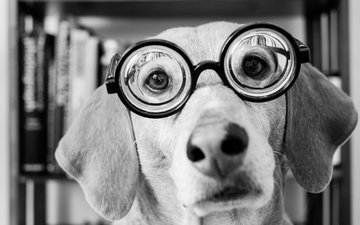 морда, взгляд, очки, чёрно-белое, собака, такса