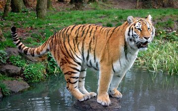 тигр, трава, вода, ручей, хищник, камень