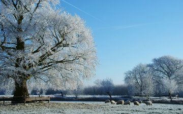 деревья, снег, природа, зима, пастбище, овцы, стадо