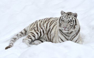 тигр, снег, белый, лежит, хищник