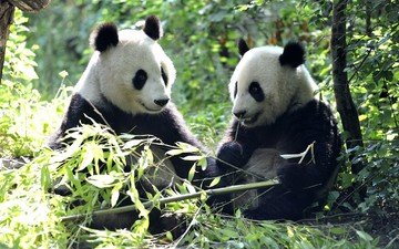 листья, панды, бамбуковый медведь, большая панда