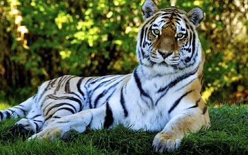 тигр, трава, природа, кошка, лежит, хищник