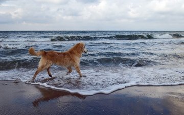 вода, волны, море, пляж, собака, золотистый ретривер