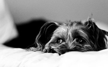 грусть, взгляд, чёрно-белое, собака, постель, йоркширский терьер