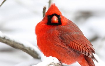 снег, зима, ветки, красный, птицы, оперение, кардинал
