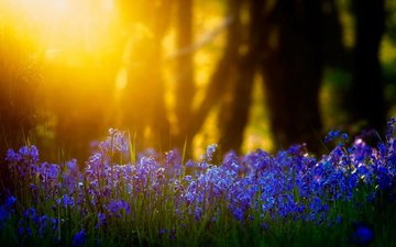 свет, цветы, трава, солнце, природа, размытость