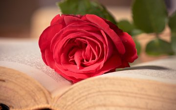 макро, цветок, роза, красная, книга