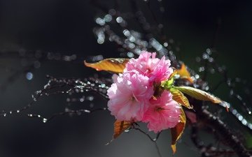 цветы, вода, ветка, цветение, капли, весна, розовые, сакура