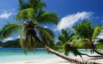 пляж, пальмы, тропики