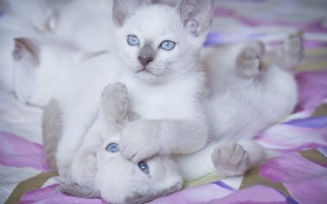 игра, белые, кошки, котята, друзья, голубоглазые