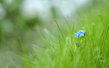 цветы, трава, макро, зеленая, незабудки, голубые