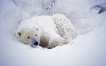 снег, медведь, белый, арктика, полярный, северный