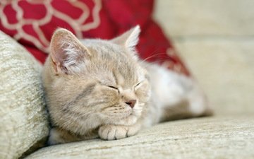 подушки, кот, кошка, сон