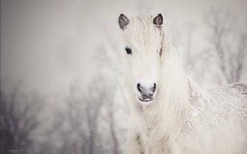 лошадь, снег, зима, конь, грива, белая