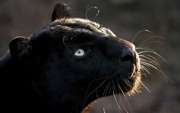 кошка, взгляд, хищник, большая кошка, пантера, черная