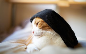 кот, кошка, шляпка, сонная, бело-рыжая