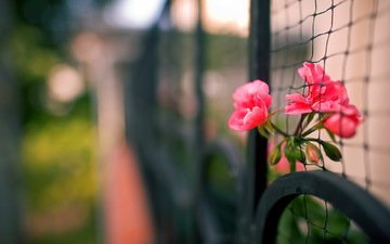цветы, макро, забор, сетка