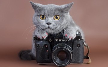 кот, кошка, камера, ноготки