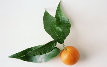 листья, фрукты, белый фон, цитрус, мандарин