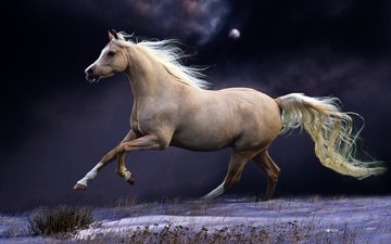небо, лошадь, ночь, снег, конь, грива, хвост, галоп