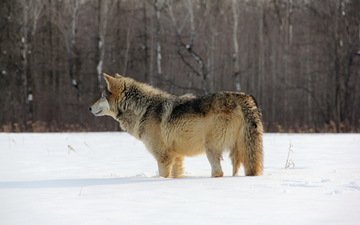 снег, природа, лес, зима, хищник, волк