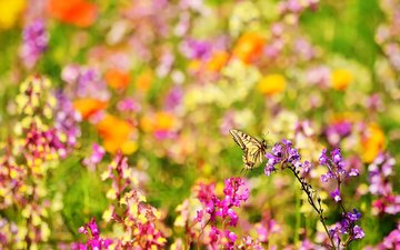 цветы, природа, насекомое, лето, бабочка, ярко, размытость, боке