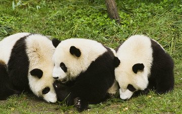 трава, животные, панды, бамбуковый медведь, большая панда