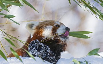 ветка, снег, красная, панда, бамбук, малая
