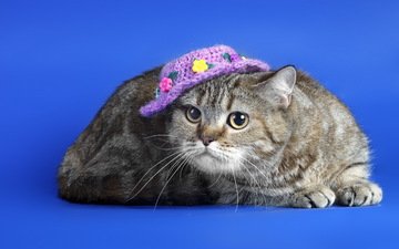 кот, мордочка, усы, кошка, взгляд, шляпка, синий фон