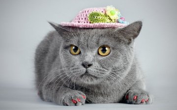 кот, кошка, взгляд, серый, шляпка, ноготки
