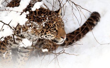 снег, зима, хищник, ягуар, дикая кошка