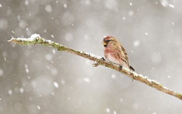ветка, снег, зима, птицы, птица, зяблик, чечётка