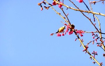 небо, природа, ветви, птицы, весна, розовые цветы, цветущей сакуры