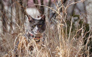 трава, природа, кот, кошка